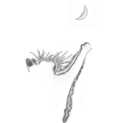 Estampado de GATO LUNA 